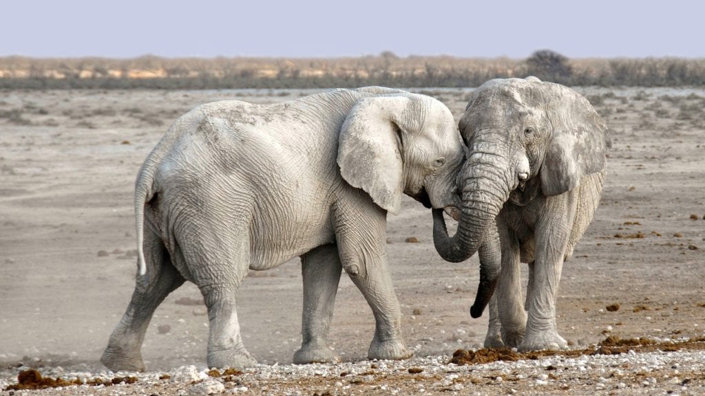 Safari africain gay en Namibie