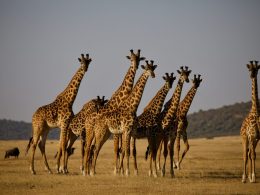 Les safaris en Tanzanie : un voyage inoubliable au cœur de la nature