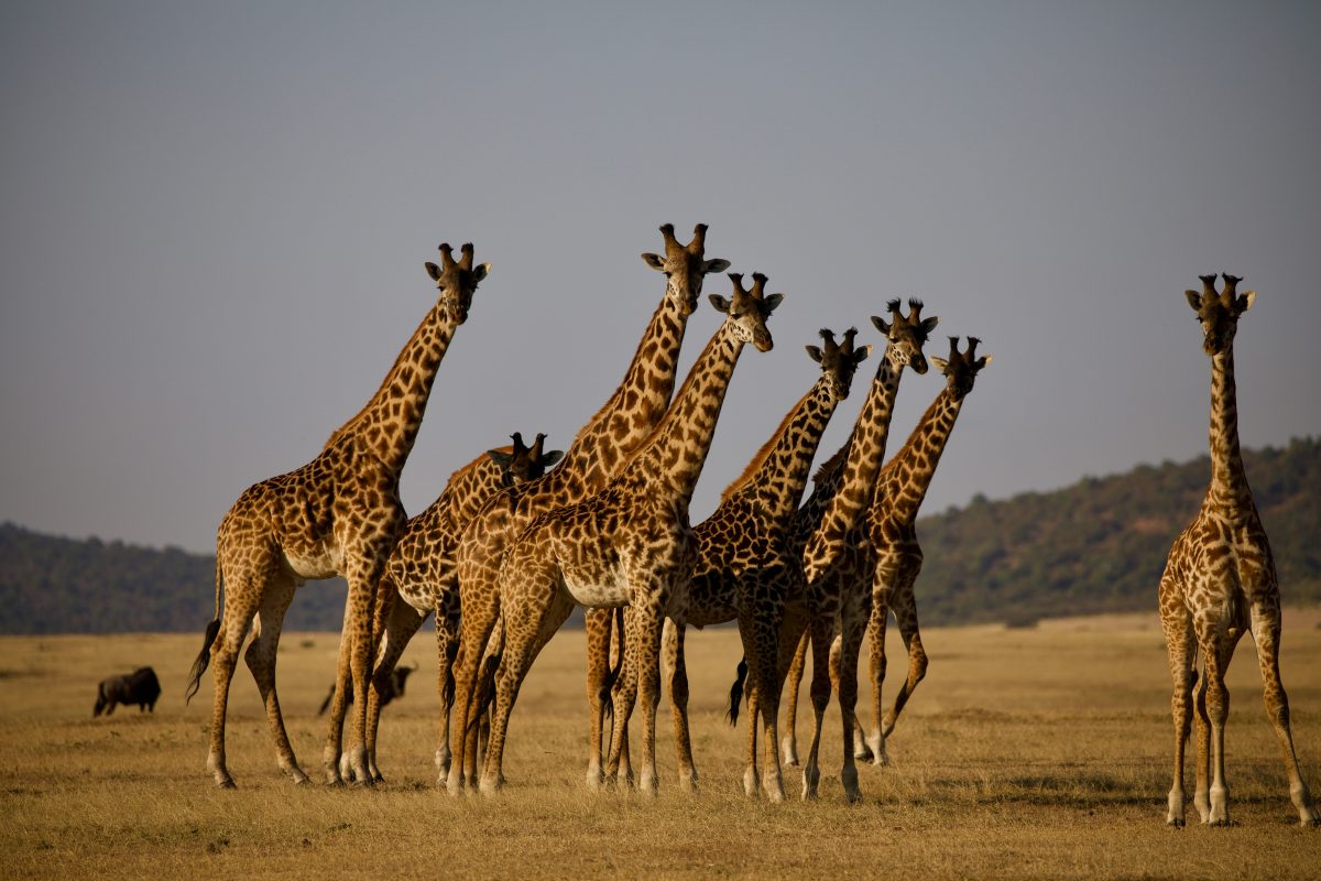 Les safaris en Tanzanie : un voyage inoubliable au cœur de la nature