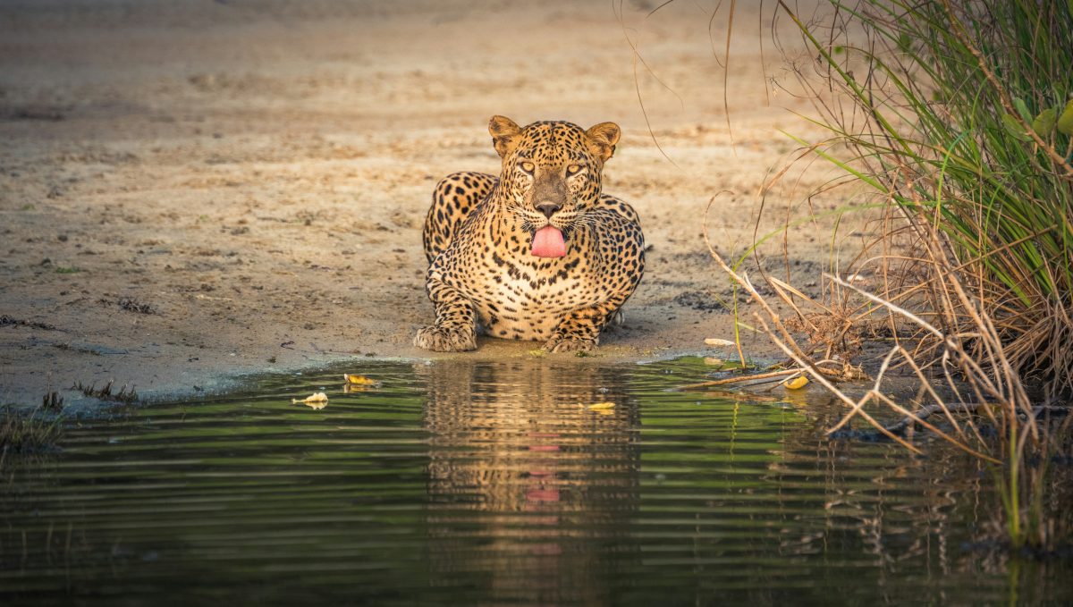 Parc National de Yala – Le Royaume des Fauves