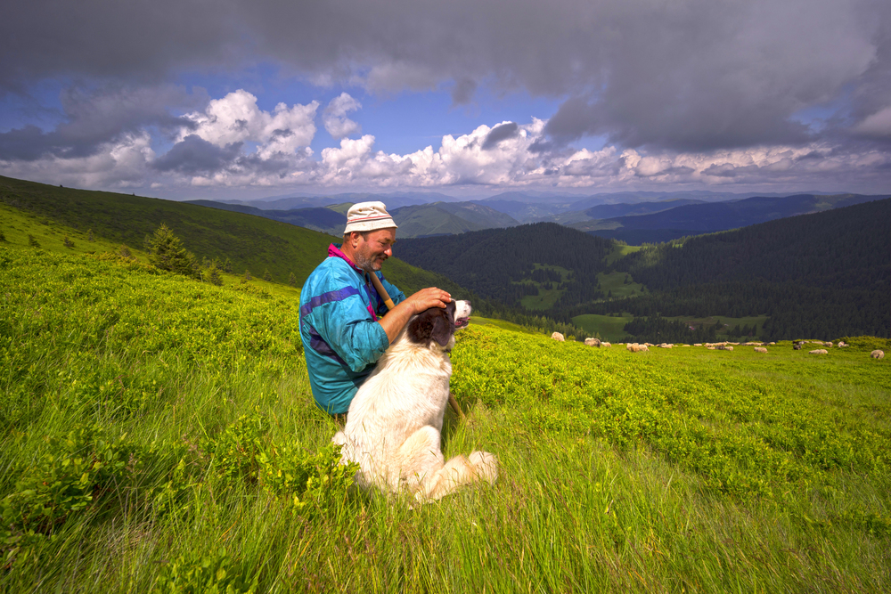 Voyager avec son chien