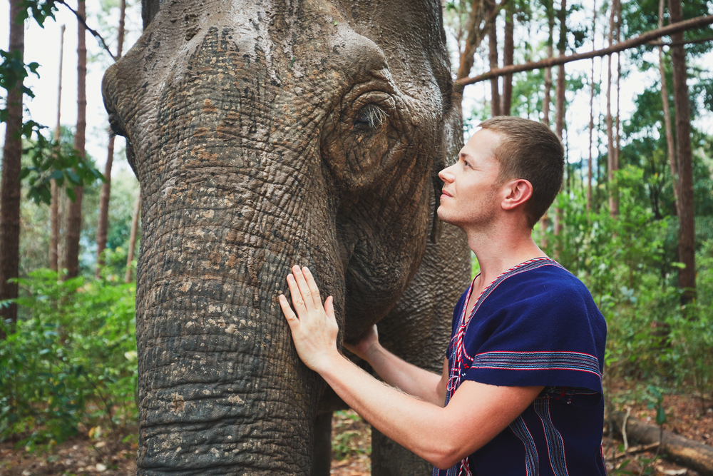 Voyager en Afrique : les animaux emblématiques et leur impact sur le tourisme