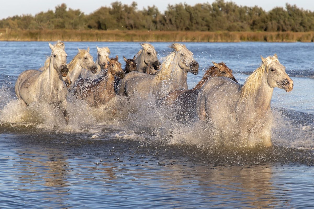 Camargue Gardoise