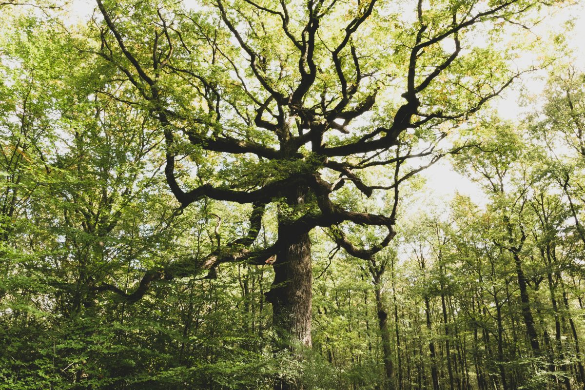 Forêt de Brocéliande