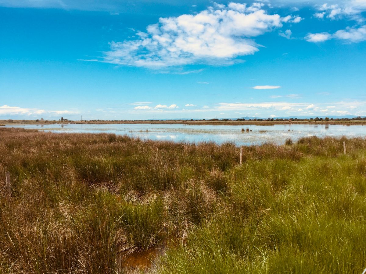 Petite Camargue Alsacienne