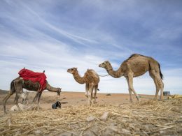 Vivre l'inoubliable : balades nocturnes dans l'oasis d'Agafay