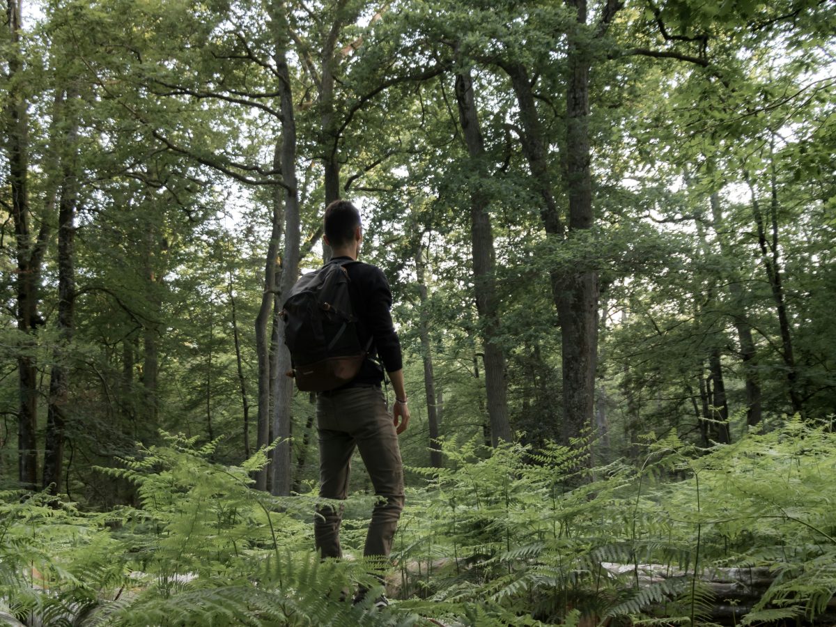 La forêt de Fontainebleau : une nature près de Paris